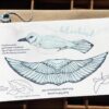 Bluebird Pop-Out Bird Card - Image 3
