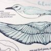 Bluebird Pop-Out Bird Card - Image 2