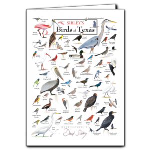 Birding Stationary