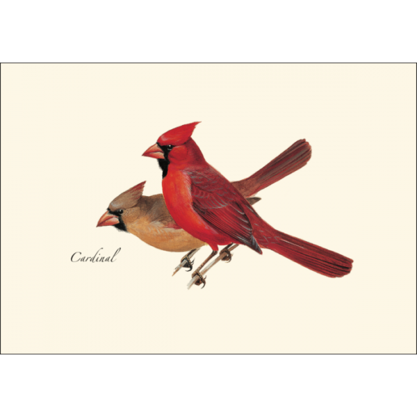 Cardinal Notecards - Image 2