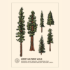 Nature Study Digital Download Poster | Conifers